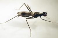 Rainieria calceata