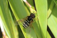 Chrysotoxum festivum