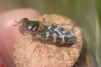 Scaeva pyrastri