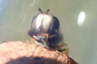 Scaeva pyrastri