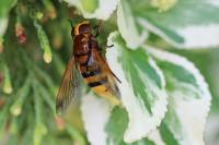 Volucella zonaria