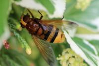 Volucella zonaria