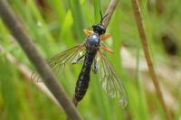 Dioctria rufipes