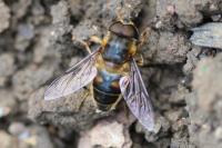 Eristalis pertinax