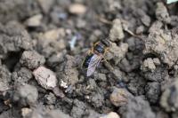 Eristalis pertinax