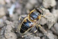 Eristalis pertinax