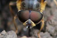 Eristalis pertinax