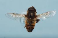 Eristalis tenax