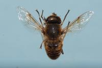 Eristalis tenax