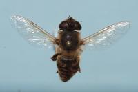 Eristalis tenax