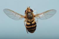 Syrphus ribesii