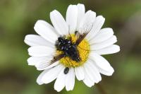 Bombylella atra