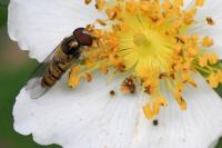 Episyrphus balteatus