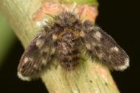 Pericoma