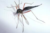 Tanyptera atrata
