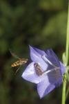 Episyrphus balteatus