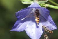 Episyrphus balteatus