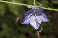 Episyrphus balteatus