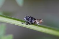Trypetoptera punctulata
