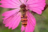 Episyrphus balteatus