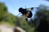 Volucella pellucens