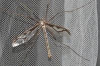 Pedicia rivosa