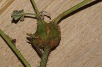 Lasioptera rubi