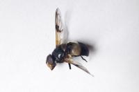 Volucella pellucens