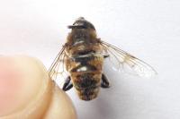 Eristalis tenax