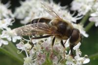 Eristalis pertinax