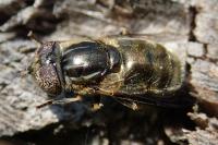 Eristalinus aeneus