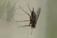 Prosena siberita