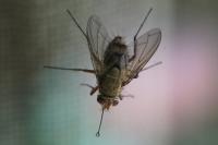 Prosena siberita