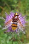 Volucella zonaria