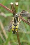 Helophilus trivittatus