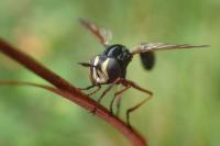 Physocephala rufipes