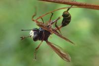Physocephala rufipes