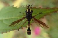 Physocephala rufipes