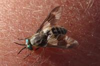 Chrysops relictus