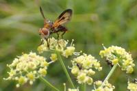 Ectophasia crassipennis