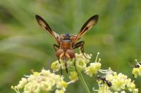 Ectophasia crassipennis