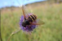 Sericomyia silentis
