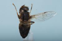 Eristalis pertinax
