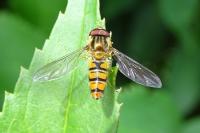 Episyrphus balteatus