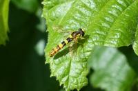 Sphaerophoria scripta