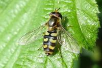 Eupeodes