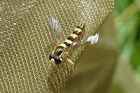 Sphaerophoria scripta