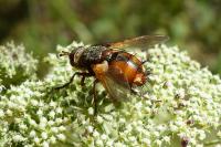 Tachina fera