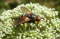 Tachina fera