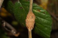 Lasioptera rubi
